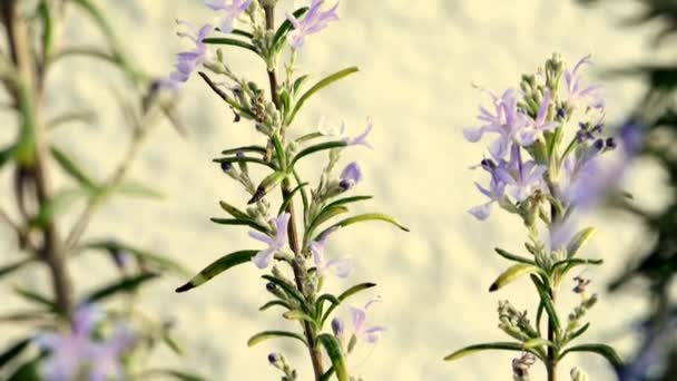 Rosemary léčivá rostlina a koření s květinou - Záběry, video
