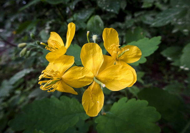 緑色の葉を背景に、より大きなセランディン(チェリドニウム・マジュス)の明るい黄色の花を咲かせます。薬用植物。閉めろ。ソフトフォーカス - 写真・画像