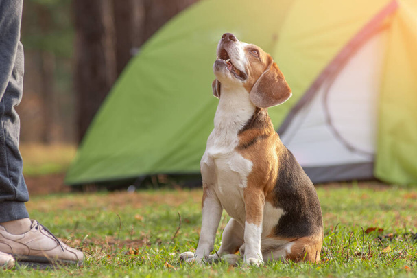 owner of the dog teaches and feeds the sitting beagle puppy next to the tent outdoors - Photo, Image