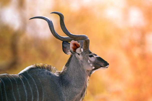 Kudu dier in Afrikaans woud, volwassen kudu stier silhouetted tegen het gouden licht van een ondergaande Afrikaanse zon, Vooraanzicht van een portret van de mannelijke Greater kudu, een soort antilope bij zonsondergang licht. - Foto, afbeelding