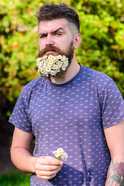 Barber and hairstyle concept. Man with beard and mustache on strict face, green background, defocused. Hipster with bouquet of daisies in beard. Bearded man with daisy flowers in beard. - Foto, Imagen