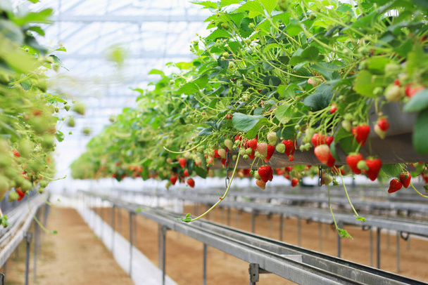 温室でのイチゴ農園の植え付け、新鮮な有機赤いベリー抗酸化果物、日本の近代的な農業栽培方法. - 写真・画像