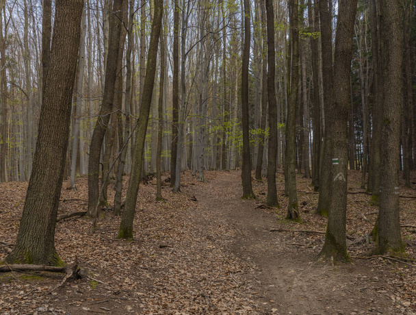 Σκούρο δάσος φύλλων Μοραβία την άνοιξη συννεφιασμένη μέρα κοντά στα σύνορα της Σλοβακίας - Φωτογραφία, εικόνα