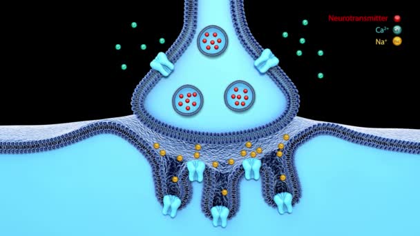 Blauwe synaps en neuron op een blauwe achtergrond. 3d rendering, wetenschappelijke functie van een synaps of neuronale verbinding met een zenuwcel, neuronen, in de hersenen - Video