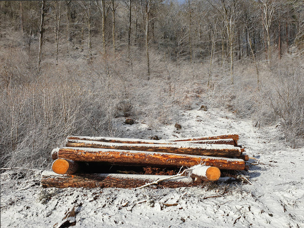 Trunks of deforested trees stacked on top of each other in front of the forest and covered with snow stand out in color in the winter landscape. - Photo, Image