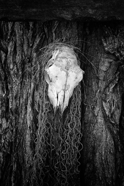 Cráneo de cabra viejo, detalle de brujería y satanás
 - Foto, imagen