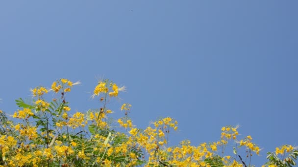 κίτρινο λουλούδι και το φόντο του ουρανού μπλε - Πλάνα, βίντεο
