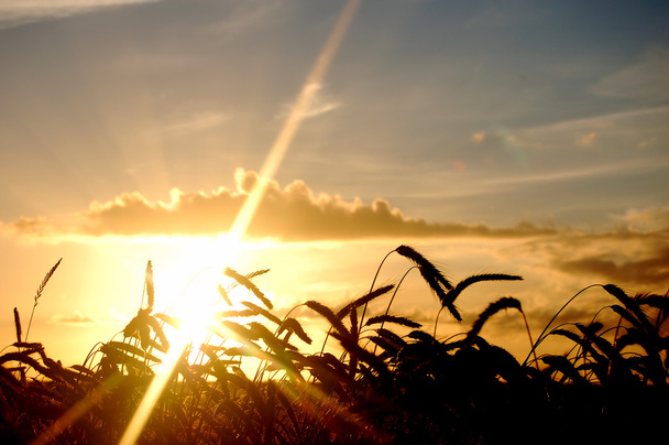 Coucher de soleil paysage de champ
 - Photo, image