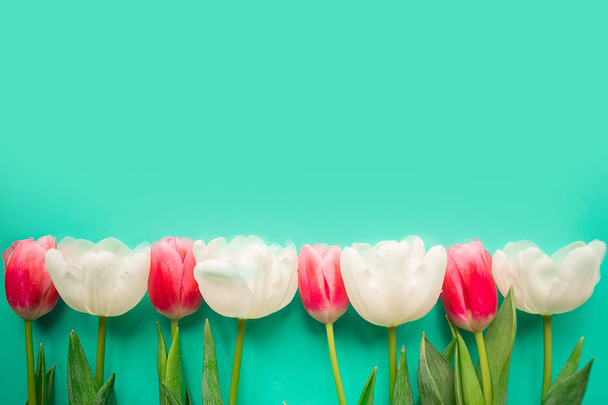 Czerwone i białe tulipany na jasnozielonym tle, widok z góry. Kopiuj miejsce na tekst - Zdjęcie, obraz