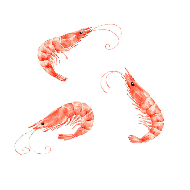 sada vektorových ilustrací červené krevety na bílém pozadí close-up - Vektor, obrázek