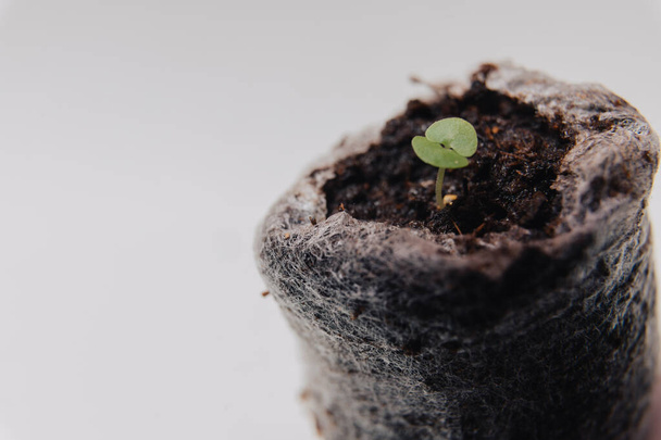A very small tiny plant sprout in a special earthen container for seedlings on a white background. - Фото, изображение