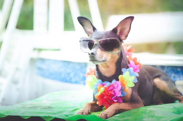 Hračkový teriér, pes v náhrdelníku z květin a slunečních brýlí u bazénu, zasněně hledí do dálky - Fotografie, Obrázek