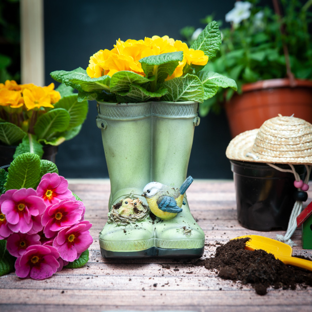 Concept of gardening Summer and spring, harmony and beauty. Flowers Primula yellow and garden tools - Photo, Image
