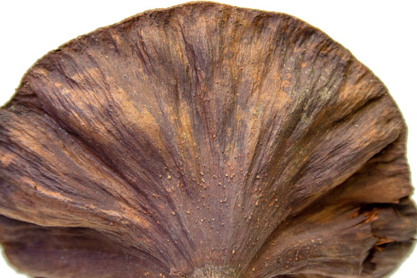 vaina de loto marrón aislada sobre fondo blanco
 - Foto, imagen