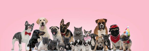 Großes Team von Haustieren posiert gekleidet, sitzend, stehend und liegend auf rosa Hintergrund - Foto, Bild