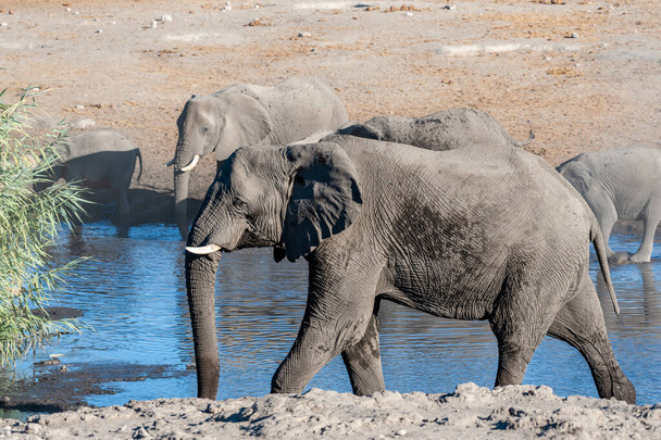 Egy nagy afrikai elefánt sétál a víznyelő előtt. - Fotó, kép