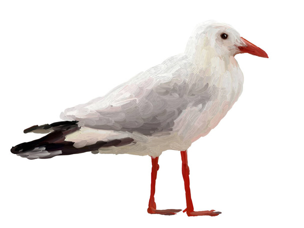 Pintura al óleo gaviota sobre fondo blanco - Dibujo retrato de pájaro
 - Foto, imagen