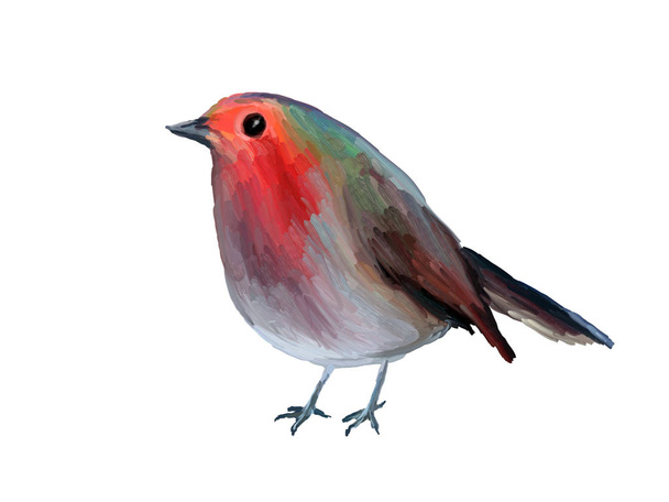Ελαιογραφία Robin σε λευκό φόντο - Σχέδιο Πορτρέτο του πουλιού - Φωτογραφία, εικόνα