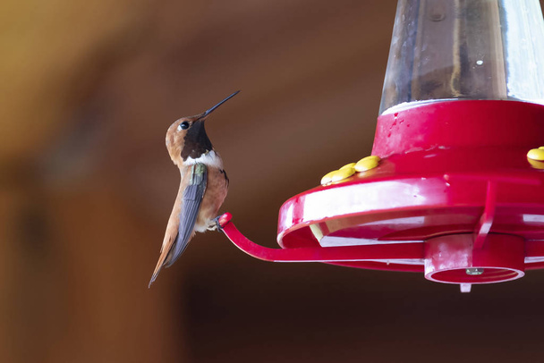 Kolibri ül az etető British Columbia, Kanada - Fotó, kép