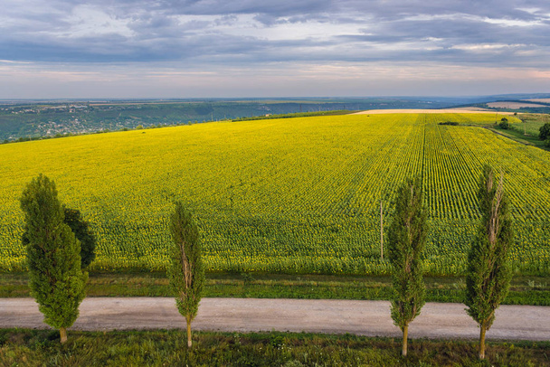 Сельский пейзаж с большим полем для подсолнухов в маленькой деревне Сахарна Нуа в Молдове
 - Фото, изображение