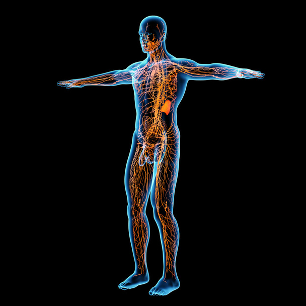 Lymphsystem - Vorderseite rechts - Foto, Bild