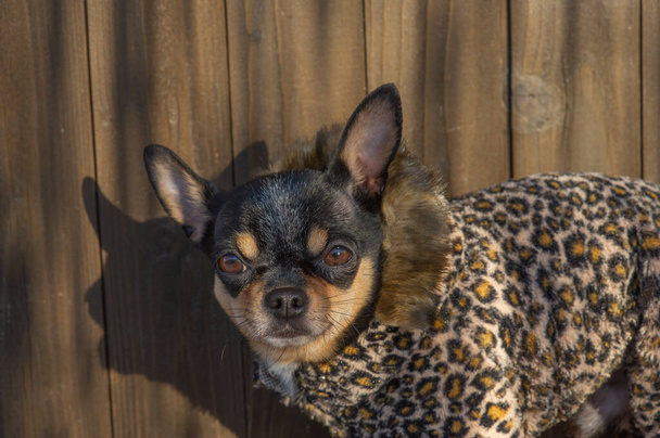 冬は小さな犬のジャケット寒い。Chihuahua冬服で。Chihuahua 。冬の散歩に犬。犬用エコファーコート。黒褐色の白い犬 - 写真・画像