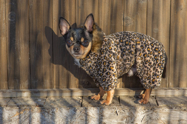 kleine hondenjas koud in de winter. Chihuahua in winterkleding. Chihuahua. Hond op een wandeling in de winter. Eco bontjas voor honden. Zwarte bruine witte hond - Foto, afbeelding