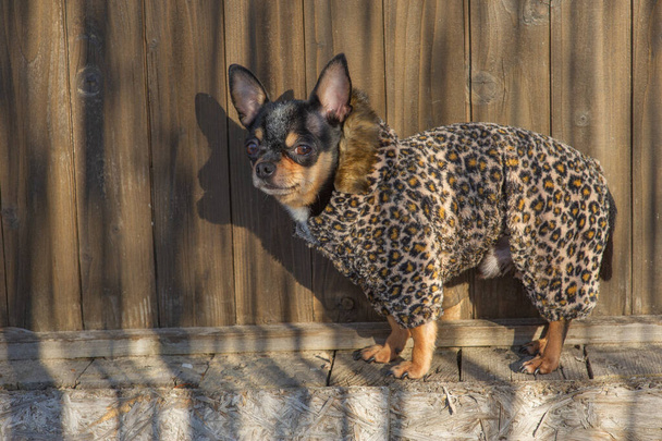 kleine hondenjas koud in de winter. Chihuahua in winterkleding. Chihuahua. Hond op een wandeling in de winter. Eco bontjas voor honden. Zwarte bruine witte hond - Foto, afbeelding