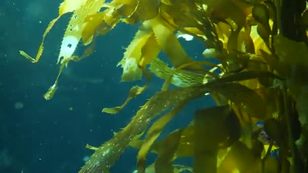 Los rayos de luz se filtran a través de un bosque gigante Kelp. Macrocystis pyrifera. Buceo, Acuario y Concepto Marino. Cierre submarino de hojas de algas balanceándose. La luz del sol perfora vibrantes plantas exóticas del océano - Metraje, vídeo
