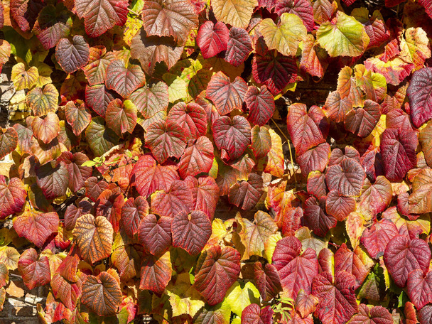 Барвисте осіннє листя плюща, що росте на стіні
 - Фото, зображення