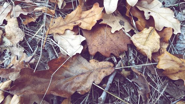 森の道に落ちた紅葉を間近で見られる - 写真・画像