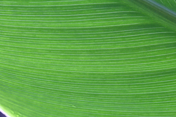 Line texture of Big Leaf in rain forest, concept tropical area only and dew on leave so beautiful, close up photography, selective focus, blur some parts - Photo, Image