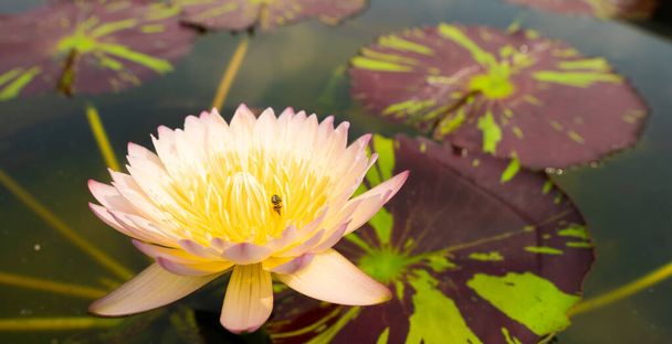 ピンクイエローグラデーションロータスフラワー水中で花粉ペダルと葉池プールは空の太陽の光を反映し、トップビューの背景コピースペース - 写真・画像