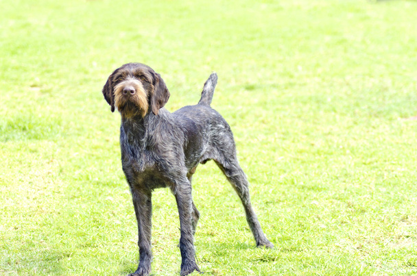 Duits wirehaired pointer - Foto, afbeelding