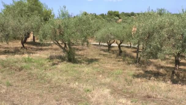 Olivicultura
 - Imágenes, Vídeo