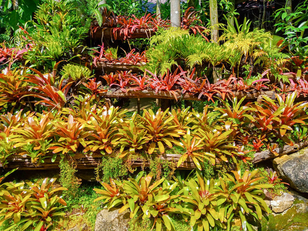 Arkaplan için renkli Neoregelia Bromeliad bahçesi - Fotoğraf, Görsel