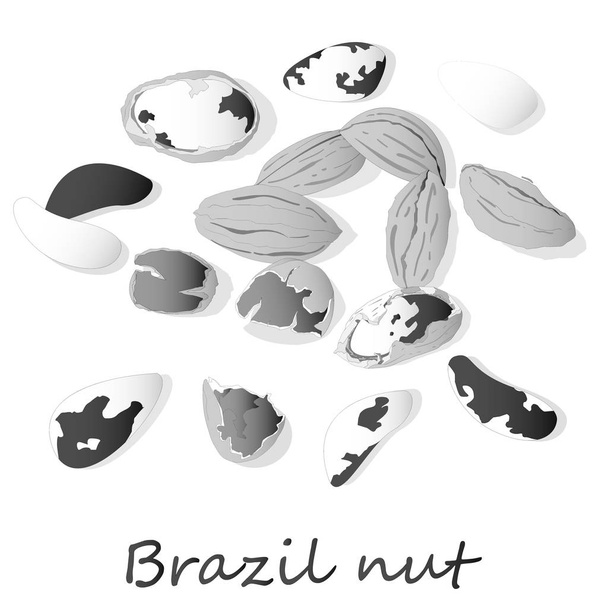 Μπερτολετία. Βραζιλία καρύδια διανυσματική απεικόνιση σε λευκό από κοντά. - Διάνυσμα, εικόνα
