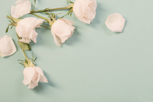 beautiful roses on green paper background - Fotografie, Obrázek