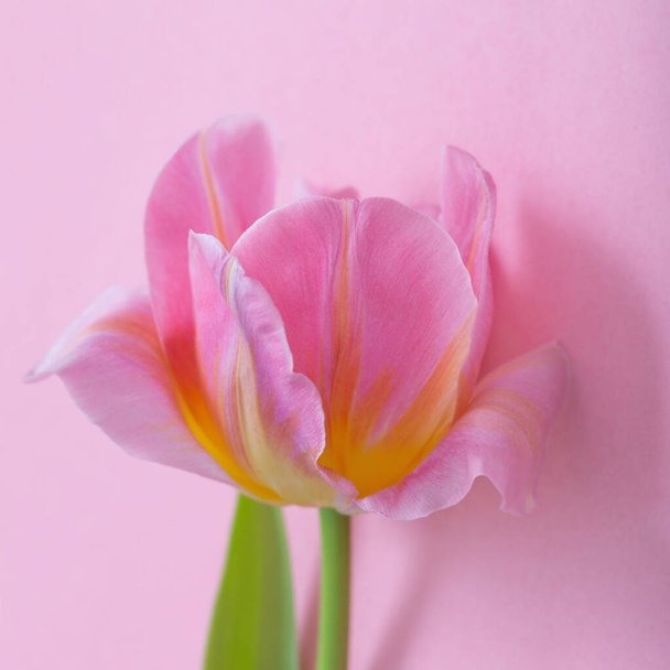 beautiful pink tulips on pink paper background - Foto, Bild