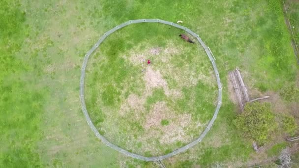 Top down aerial, horse runs around inside circular pen, frame slowly rotating - Video