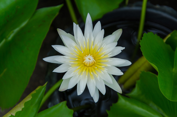 Witte lotus in moeras - Foto, afbeelding