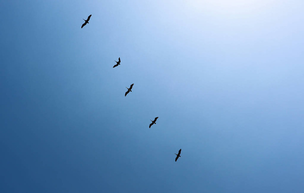 A flock of birds in the blue sky flies, white clouds - Zdjęcie, obraz