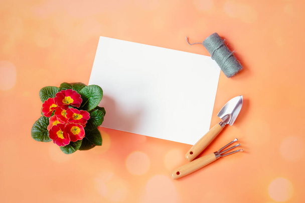Cartão vazio para o seu texto, ferramentas de jardinagem e flor de primula vermelha no fundo laranja. Vista superior, espaço de cópia
. - Foto, Imagem
