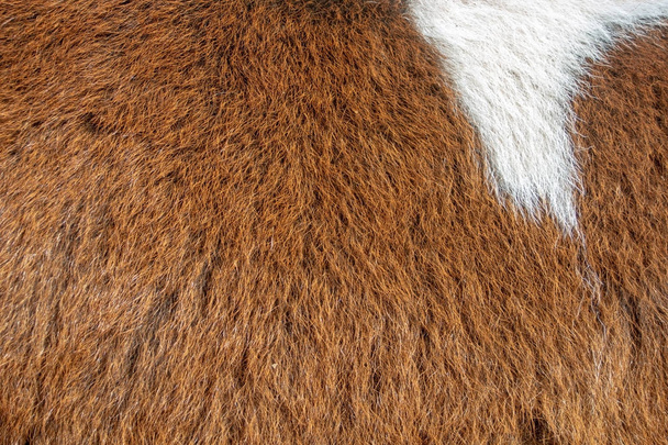 Patrón peludo marrón y blanco de piel
 - Foto, imagen