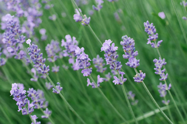 Delicate lila lavendel bloemen in de zomer in de tuin op een groene achtergrond. - Foto, afbeelding