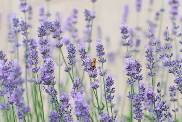 夏に庭で繊細なライラックラベンダーの花。蜂がラベンダーの花の上に座っている. - 写真・画像