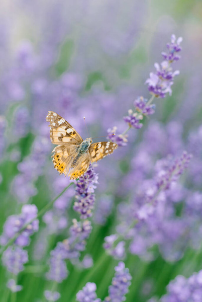 Un beau papillon boit du nectar sur une fleur de lavande dans un champ de lavande
. - Photo, image