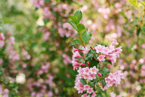 Roze weigela bloeit in de zomer op een tak in de tuin. Selectieve focus. Kopieerruimte. - Foto, afbeelding