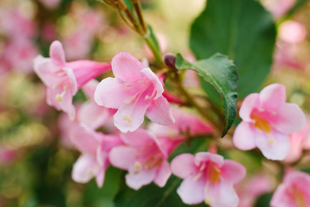 Ροζ λουλούδια weigela κοντά σε ένα κλαδί στον κήπο το καλοκαίρι. Επιλεκτική εστίαση.. - Φωτογραφία, εικόνα