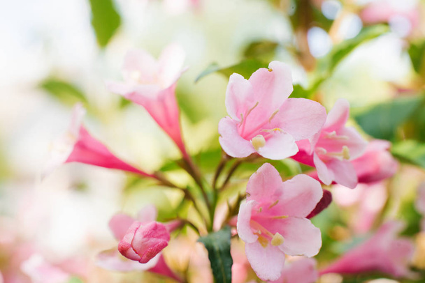 Růžové weigela květiny close-up na větvi v zahradě v létě. Selektivní zaměření.. - Fotografie, Obrázek